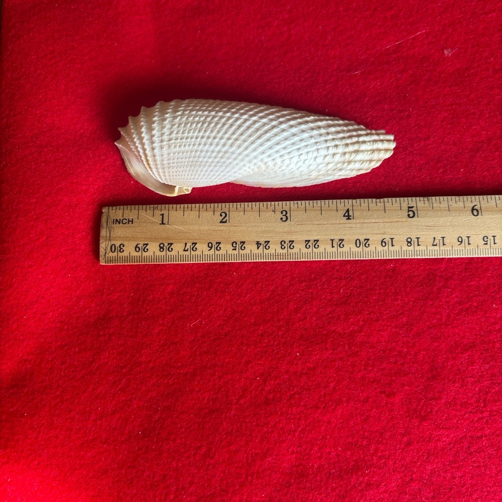 Assorted Seashell Collection - Picture 8 of 16